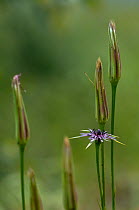 (Tragopogon hybridus) in flower, Limassol, Cyprus, April 2009