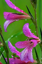 Field gladiolus (Gladiolus italicus) close-up of flowers covered in raindrops, Limassol, Cyprus, April 2009