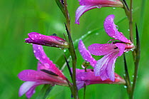 Field gladiolus (Gladiolus italicus) flowers covered in raindrops, Limassol, Cyprus, April 2009
