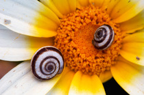Snail shells on Crown daisy (Glebionis coronarium) flower, Kritsa, Crete, Greece, April 2009