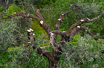 Olive tree (Olea europea) with several branches cut off, Kritsa, Crete, Greece, April 2009