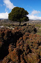 Kermes oak (Quercus coccifera) Kritsa, Crete, Greece, April 2009