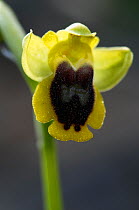 Lesser yellow bee orchid (Ophrys sicula) flower, Katharo, Crete, Greece, April 2009