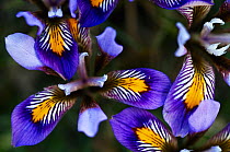 (Iris unguicularis cretensis) flowers, Katharo, Crete, Greece, April 2009
