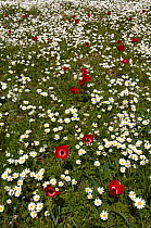 Chamomile and red Poppy anemones (Anemone coronaria) flowering in a field, Katharo ,Crete, Greece, April 2009