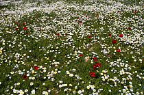Chamomile and red Poppy anemones (Anemone coronaria) flowering in a field, Katharo ,Crete, Greece, April 2009