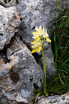 Sparsely-flowering orchid (Orchis pauciflora) in flower, Katharo, Crete, Greece, April 2009
