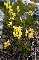 Sparsely-flowering orchids (Orchis pauciflora) flowering, Crete, Greece, April 2009