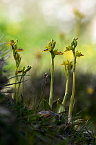 Lesser yellow bee orchid (Ophrys sicula) flowers, Katharo, Crete, Greece, April 2009