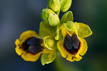 Lesser yellow bee orchid (Ophrys sicula) flowers, Katharo, Crete, Greece, April 2009