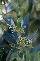Olive tree (Olea europea) flower buds, Kritsa, Crete, Greece, April 2009