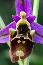 Large flowered bee ophrys (Ophrys episcopalis) close-up of flower, Prina, Crete, Greece, April 2009
