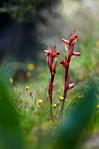 Two Bergon's serapias (Serapias bergonii) in flower, Prina, Crete, Greece, April 2009