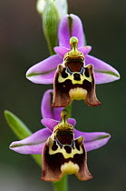 Large-flowered bee ophrys (Ophrys episcopalis) flowers, Prina, Crete, Greece, April 2009