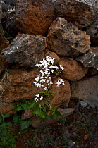 Cretan valerian (Valeriana asarifolia) in flower growing between rocks, Prina, Crete, Greece, April 2009
