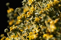 Willdenow (Phlomis lanata) in flower, Prina, Crete, Greece, April 2009