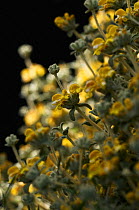 Willdenow (Phlomis lanata) in flower, Prina, Crete, Greece, April 2009