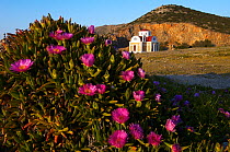 Hottentot fig (Carpobrotus edulis) in flower with a church in the background, Pachia Ammos, Crete, Greece, April 2009