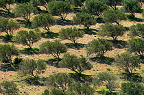 Olive trees (Olea europea) in dry landscape, Palekastro, Crete, Greece, April 2009
