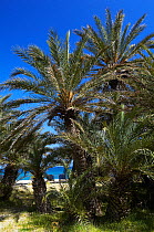 Cretan date palm (Phoenix theophrasti) trees, Vai, Crete, Greece, April 2009