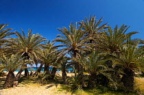 Cretan date palms (Phoenix theophrasti) Vai, Crete, Greece, April 2009