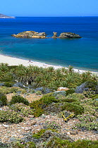 The palm beach in Vai, Crete, Greece, April 2009