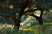 Olive trees (Olea europea) Sfaka, Crete, Greece, April 2009