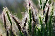 Barley grass (Hordeum leporinum) Elounda, Crete, Greece, April 2009