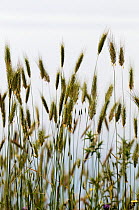 Barley grass (Hordeum leporinum) Elounda, Crete, Greece, April 2009