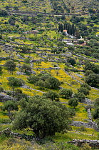 Cretan landscape with Olive trees, Epano Pines, Crete, Greece, April 2009