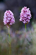 Two Pyramidal orchids (Anacamptis pyramidalis) in flower, Kato Archanes, Crete, Greece, April 2009
