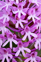 Pyramidal orchid (Anacamptis pyramidalis) close-up of flowers, Kato Archanes ,Crete, Greece, April 2009