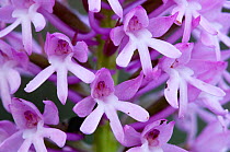 Pyramidal orchid (Anacamptis pyramidalis) close-up of flowers, Kato Archanes, Crete, Greece, April 2009