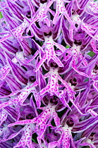 Naked man orchid (Orchis italica) flowers, Spili, Crete, Greece, April 2009