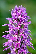 Naked man orchid (Orchis italica) in flower, Spili, Crete, Greece, April 2009