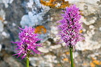 Two Naked man orchid (Orchis italica) flowers, Spili, Crete, Greece, April 2009