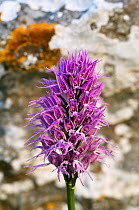 Naked man orchid (Orchis italica) flower, Spili, Crete, Greece, April 2009