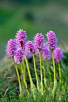 Naked man orchids (Orchis italica) in flower, Spili, Crete, Greece, April 2009