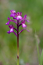 Borys orchid (Orchis boryi) in flower, Spili, Crete, Greece, April 2009