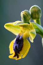 (Ophrys phryganae) flower, Spili, Crete, Greece, April 2009