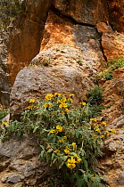 Jerusalem sage (Phlomis cretica) in flower growing on rocks, Imbros Gorge , Crete, Greece, April 2009