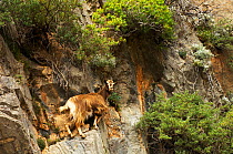Goat on rock face, Imbros Gorge, Crete, Greece, April 2009