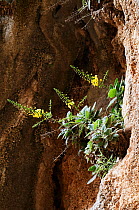 Mullein (Verbascum arcturus) in flower, Imbros Gorge, Crete, Greece, April 2009