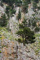Trees growing in Imbros Gorge, Crete, Greece, April 2009
