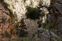 View looking down into Imbros Gorge, Crete, Greece, April 2009