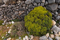 Greek spiny spurge (Euphorbia acanthothamnos) Imbros, Crete, Greece, April 2009