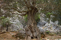 Olive tree (Olea europea) Imbros, Crete, Greece, April 2009
