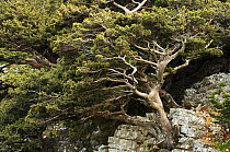 Cretan / Mediterranean cypress (Cupressus sempervirens) growing on rock, Imbros, Crete, Greece, April 2009