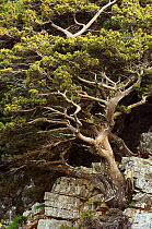 Cretan / Mediterranean cypress (Cupressus sempervirens) growing in rock, Imbros ,Crete, Greece, April 2009