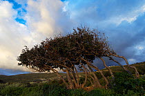 Carob (Ceratonia siliqua) trees shaped by the wind, Kolimvaro, Crete, Greece, April 2009